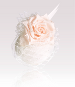 Load image into Gallery viewer, Kate
